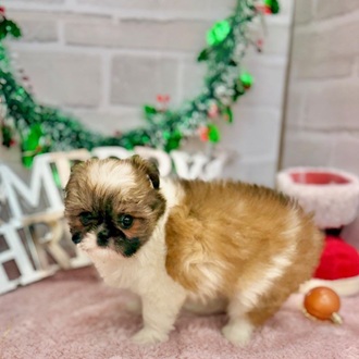 静岡県のチワズー/チワシーズ(チワワ×シーズー) (犬の家＆猫の里プレ葉ウォーク浜北店/2025年10月7日生まれ/女の子/ホワイトブラウン)の子犬の4枚目の画像