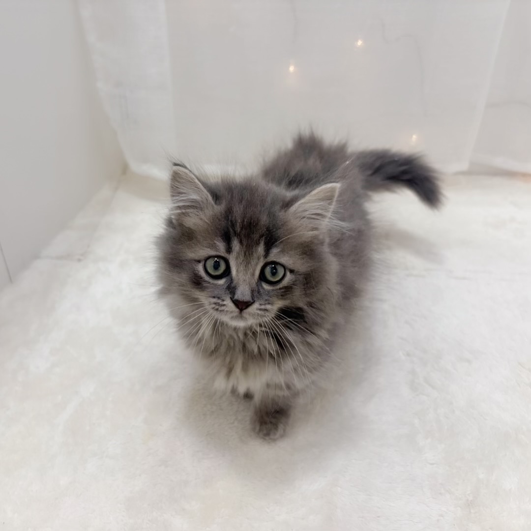 ミヌエット男の子の写真