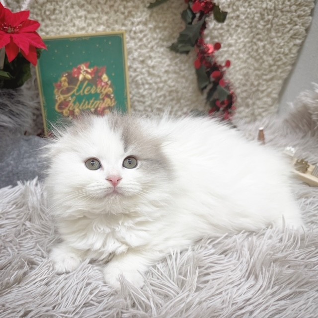 静岡県のスコティッシュフォールド (犬の家＆猫の里藤枝店/2025年10月7日生まれ/女の子/ブルーホワイト)の子猫の4枚目の画像