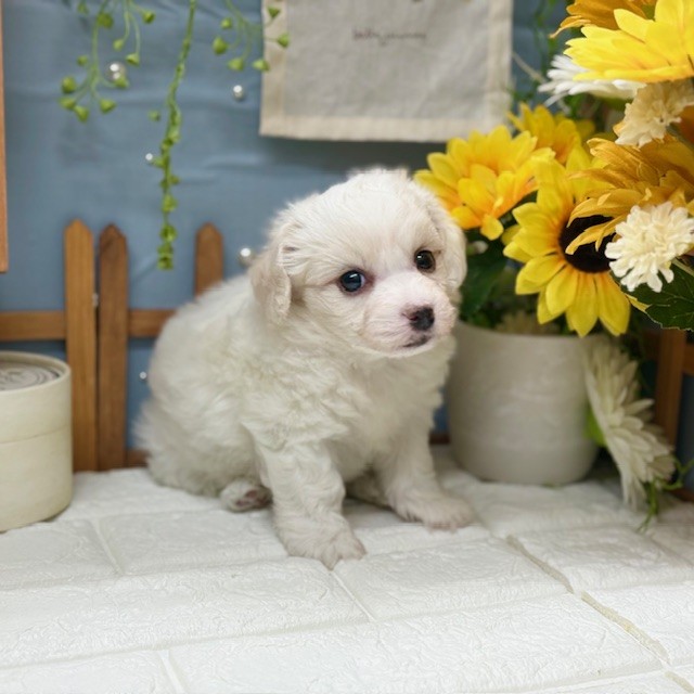 ビションフリーゼ男の子の写真