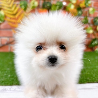 ポメラニアン男の子の写真