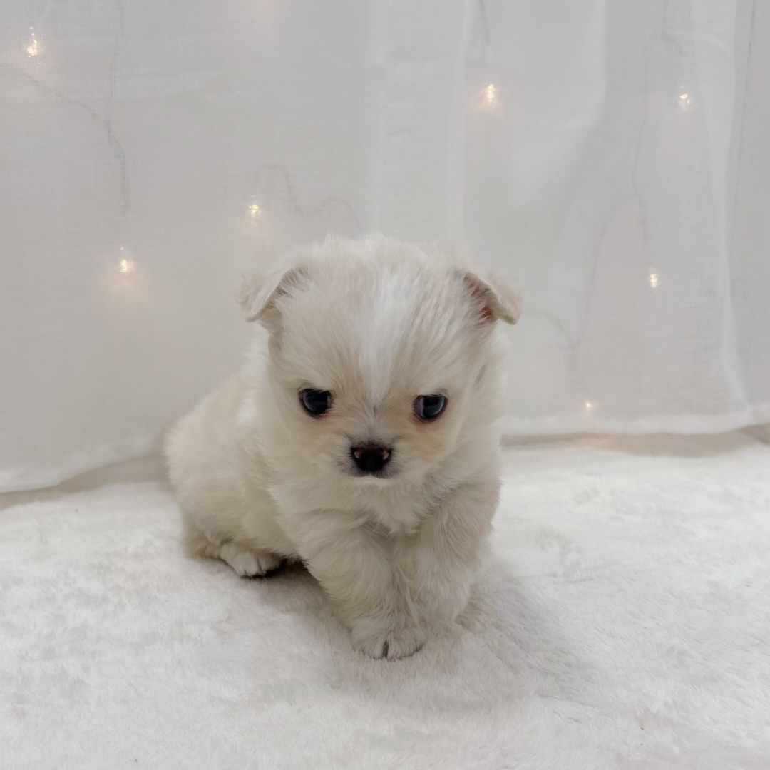 チワワ(ロング)男の子の写真