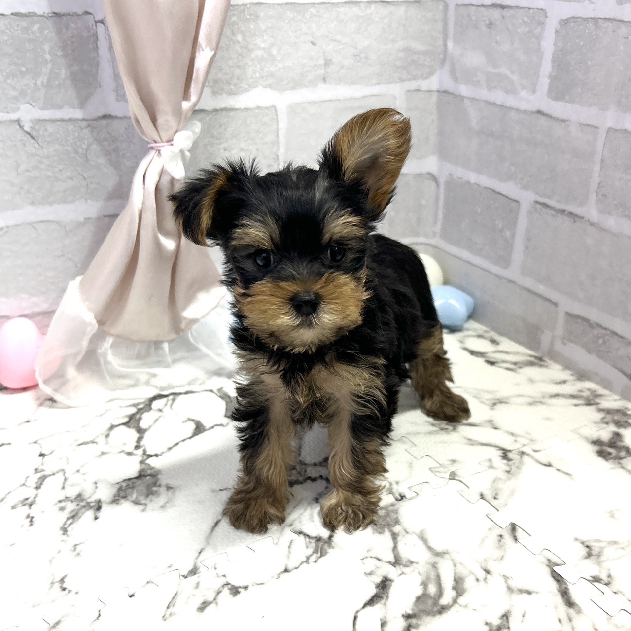 愛知県のヨークシャーテリア (犬の家＆猫の里岡崎店/2025年10月7日生まれ/男の子/スチールブルータン)の子犬の4枚目の画像