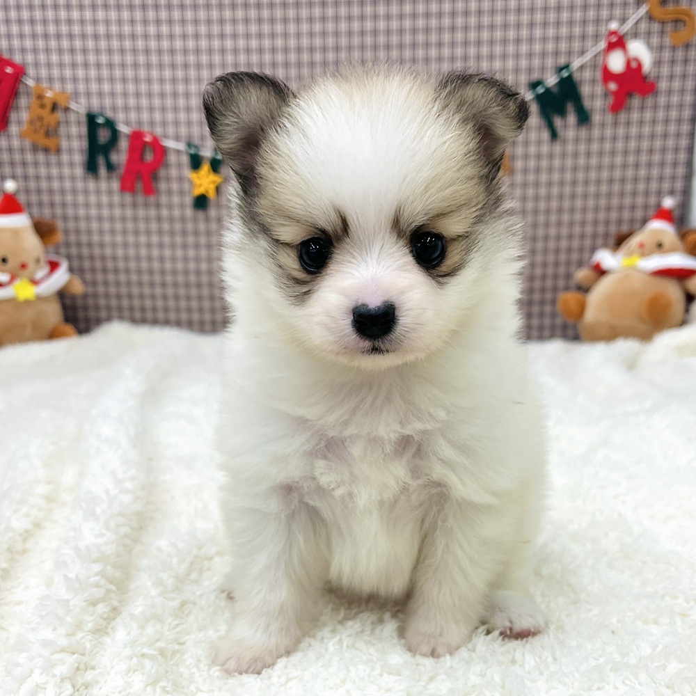愛知県のポメチワ/チワポメ/ポメチー(ポメラニアン×チワワ) (犬の家＆猫の里エアポートウォーク店/2025年10月6日生まれ/女の子/パーティーカラー)の子犬の4枚目の画像