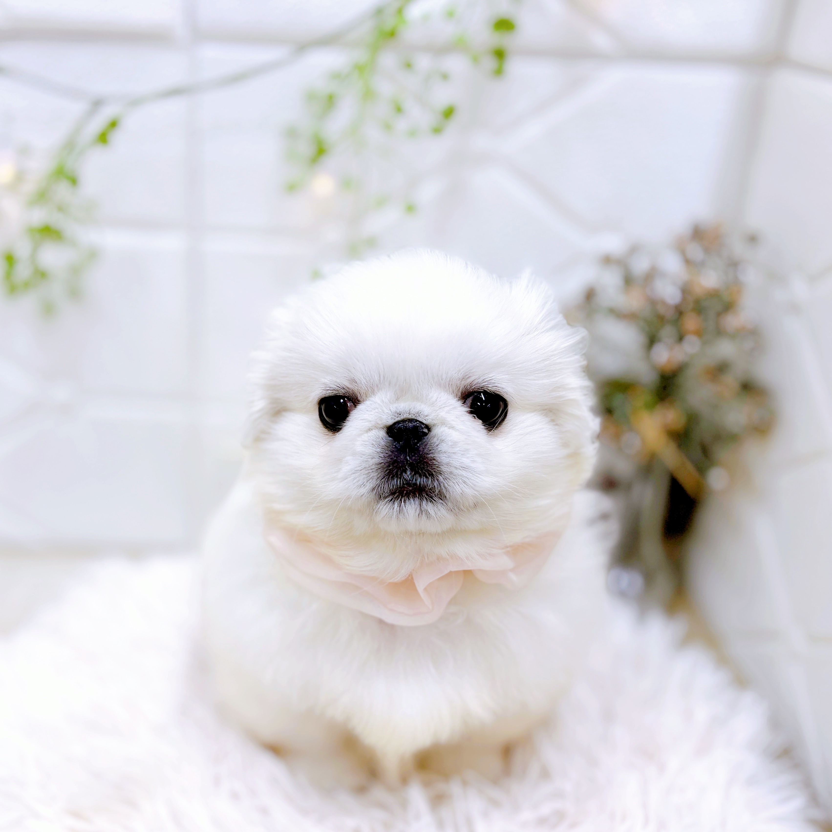 福井県のペキニーズ (犬の家＆猫の里アミーゴ福井店/2025年10月7日生まれ/女の子/ホワイト)の子犬の4枚目の画像