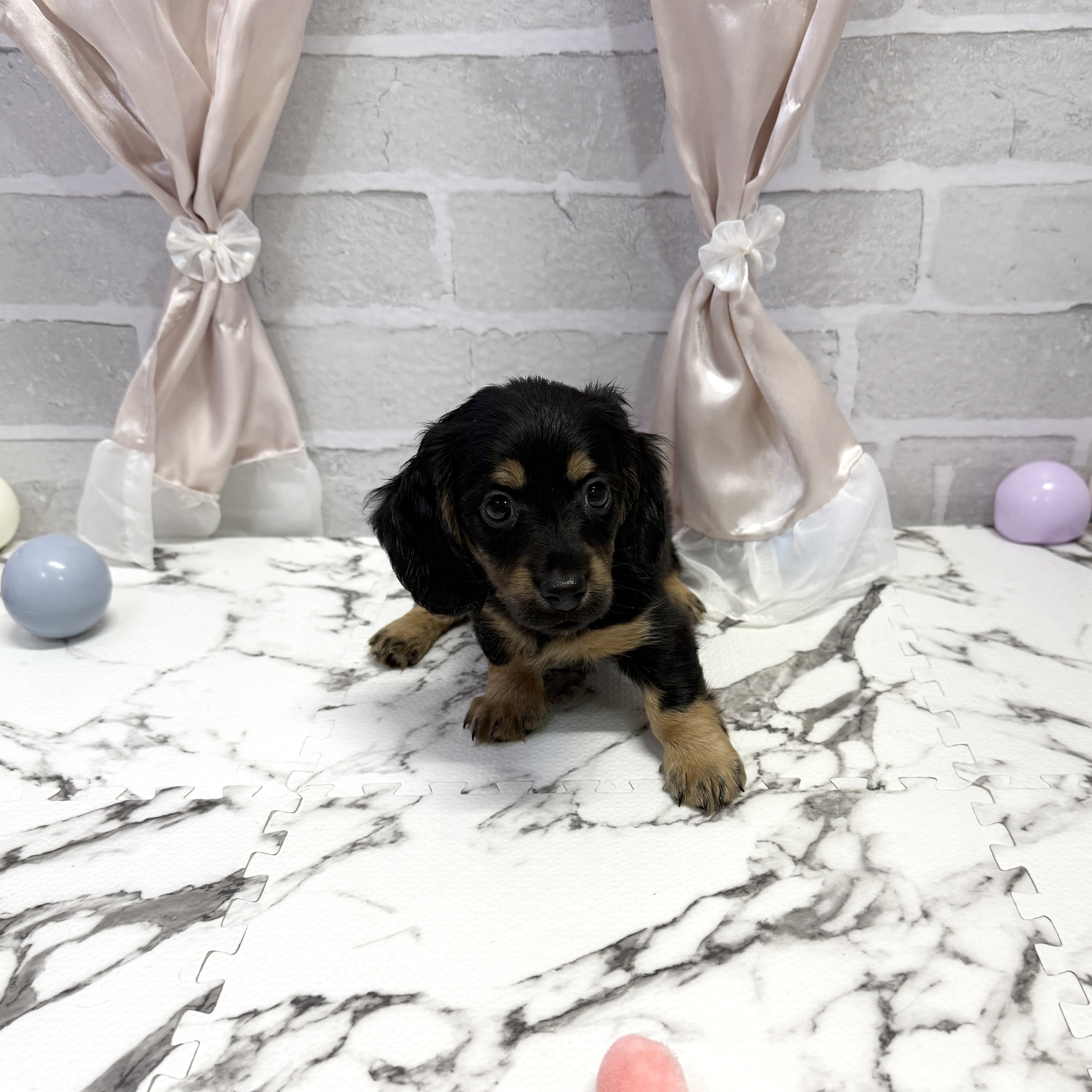 愛知県のミニチュアダックスフンド(ロング) (犬の家＆猫の里岡崎店/2025年10月6日生まれ/男の子/ブラックタン)の子犬の4枚目の画像