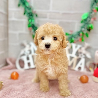 静岡県のビションプー(ビションフリーゼ×プードル) (犬の家＆猫の里プレ葉ウォーク浜北店/2025年10月4日生まれ/女の子/レッドホワイト)の子犬の4枚目の画像