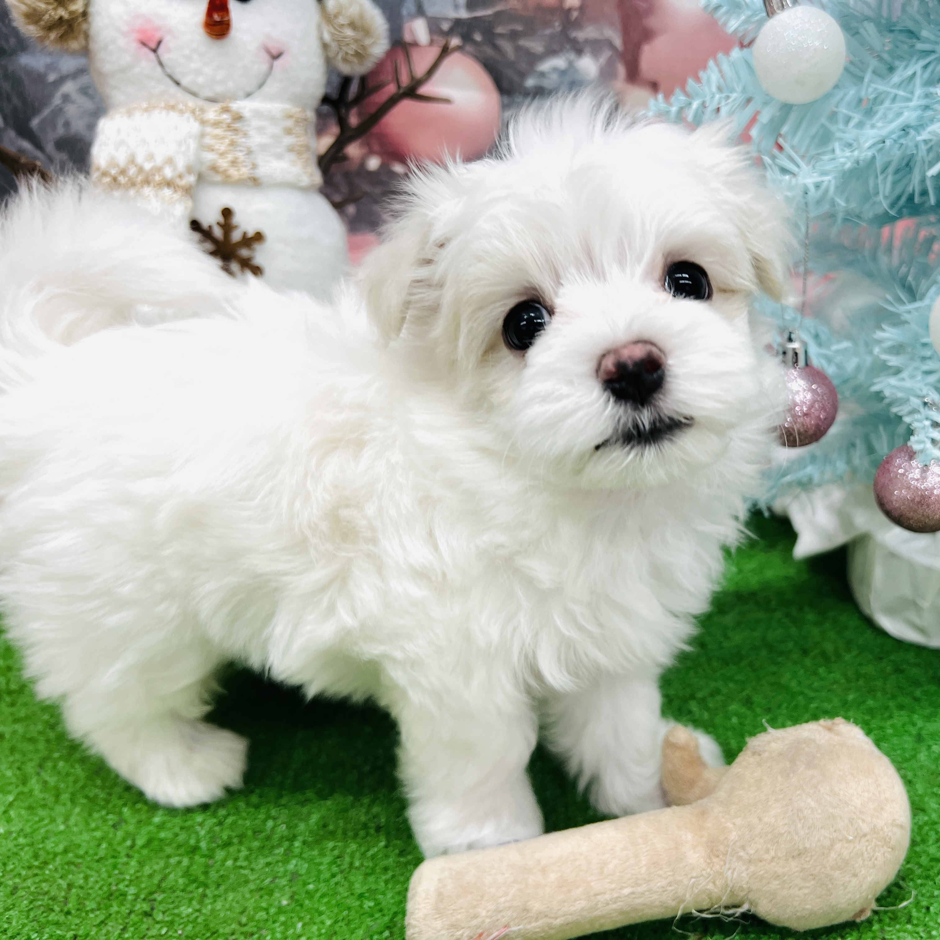 愛知県のマルチーズ (犬の家＆猫の里名古屋天白店/2025年10月7日生まれ/男の子/ホワイト)の子犬の4枚目の画像