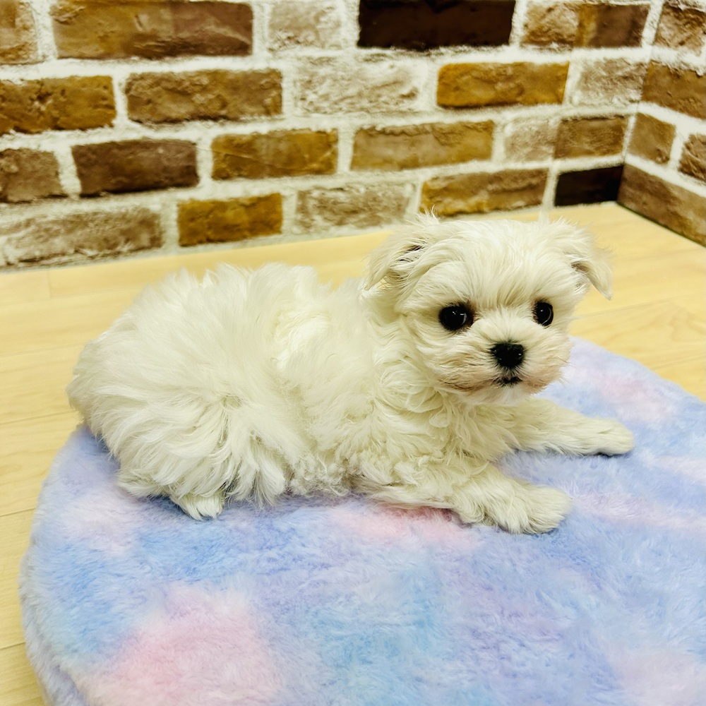愛知県のマルチーズ (犬の家＆猫の里七宝店/2025年10月7日生まれ/女の子/ホワイト)の子犬の4枚目の画像