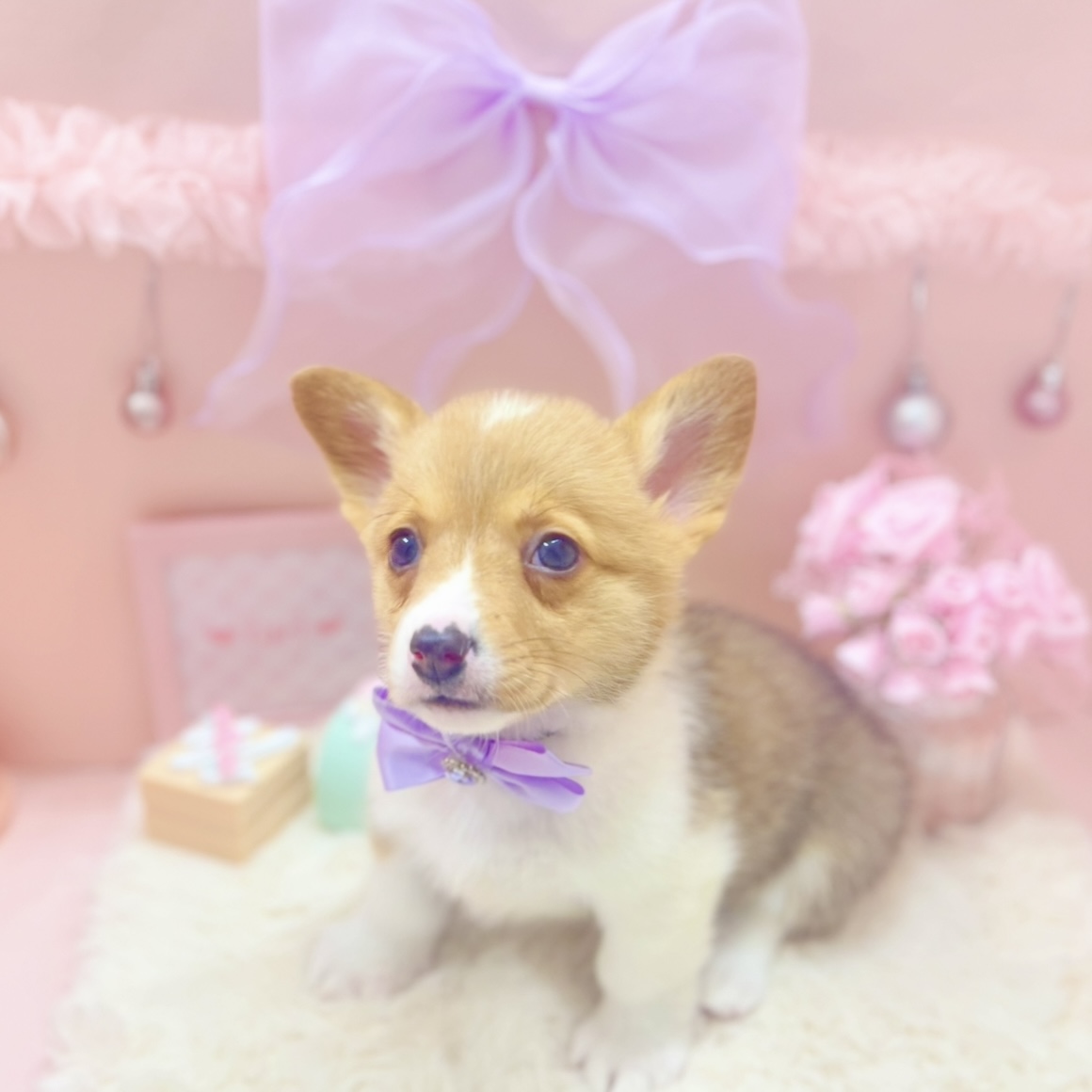 福井県のウェルシュコーギーペンブローク (犬の家＆猫の里アミーゴ福井大和田店/2025年10月1日生まれ/女の子/レッドホワイト)の子犬の4枚目の画像