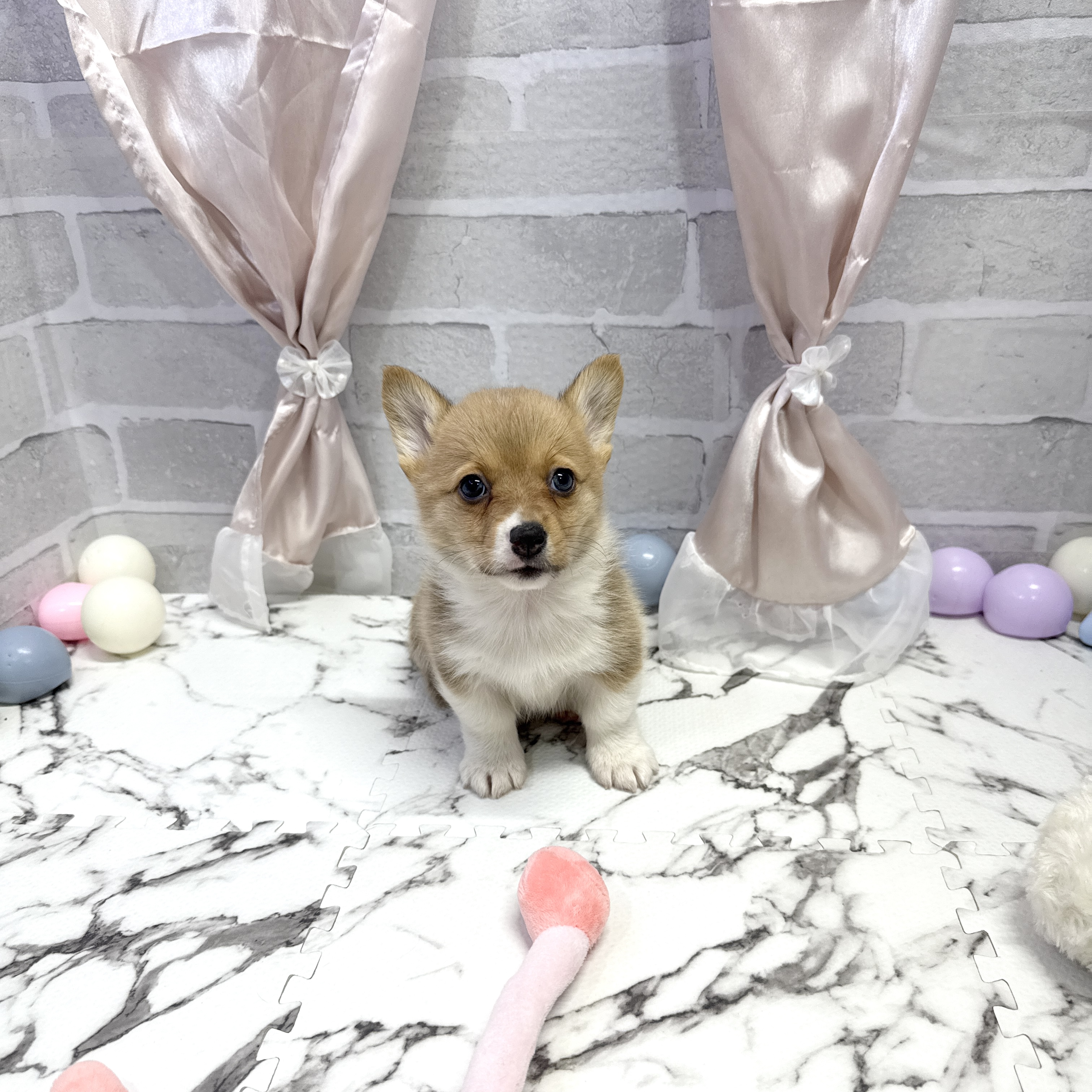 愛知県のウェルシュコーギーペンブローク (犬の家＆猫の里岡崎店/2025年10月1日生まれ/女の子/レッドホワイト)の子犬の4枚目の画像