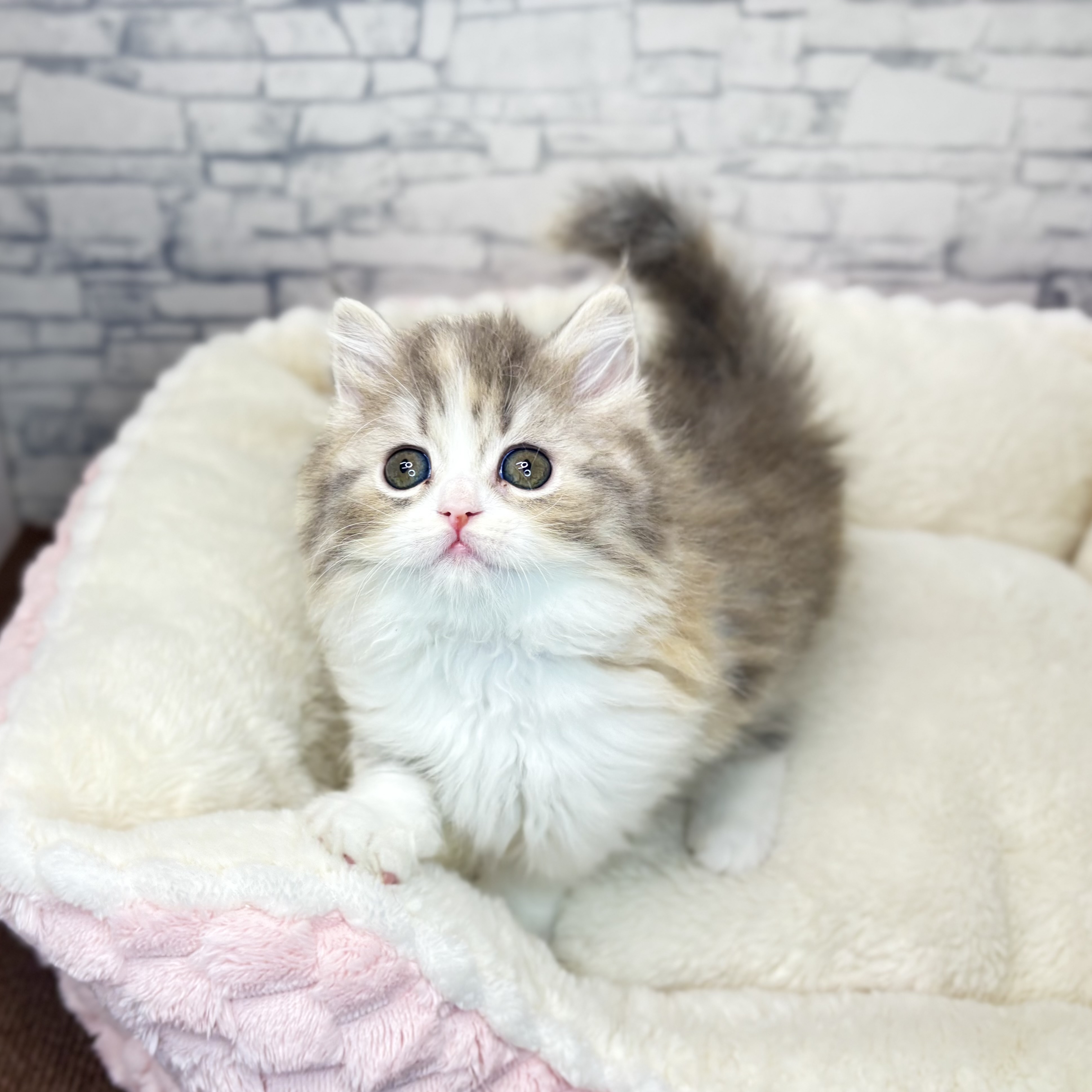 長野県のスコティッシュストレート (犬の家＆猫の里長野店/2025年10月7日生まれ/女の子/ダイリュートキャリコ)の子猫の4枚目の画像