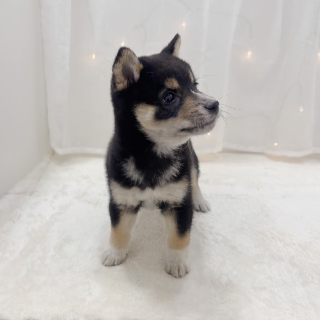 千葉県の豆柴 (犬の家＆猫の里BIGHOPガーデンモール印西店/2025年10月5日生まれ/男の子/黒)の子犬の4枚目の画像