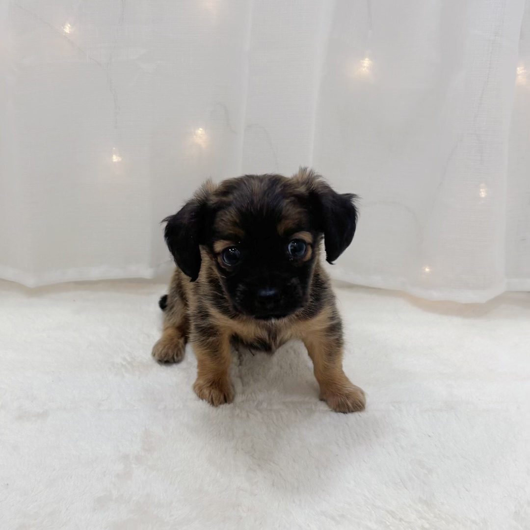 千葉県のチワックス(チワワ×ダックス) (犬の家＆猫の里BIGHOPガーデンモール印西店/2025年10月5日生まれ/男の子/レッド)の子犬の4枚目の画像