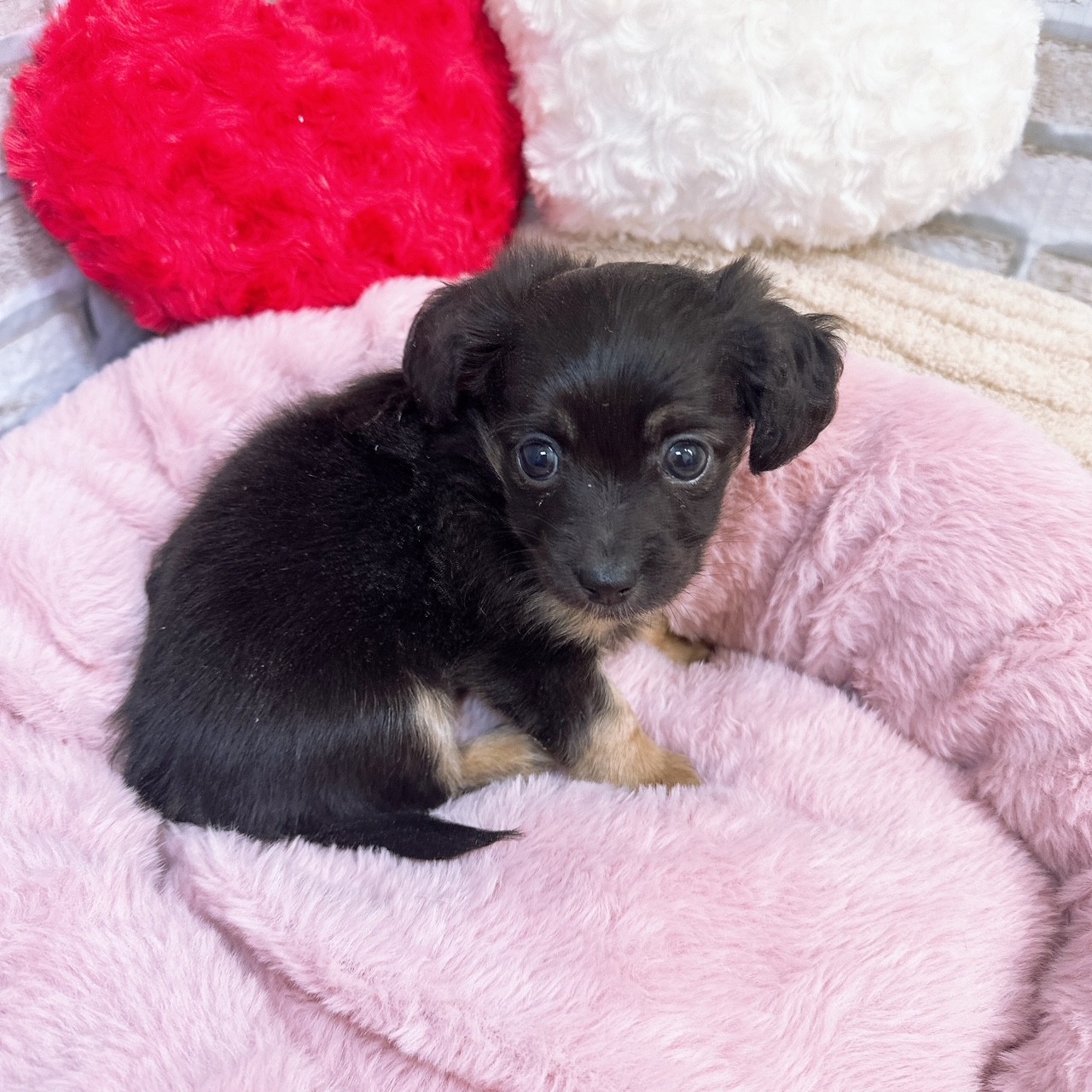 神奈川県のチワックス(チワワ×ダックス) (犬の家＆猫の里モザイクモール港北店/2025年10月5日生まれ/女の子/ブラックタン)の子犬の4枚目の画像