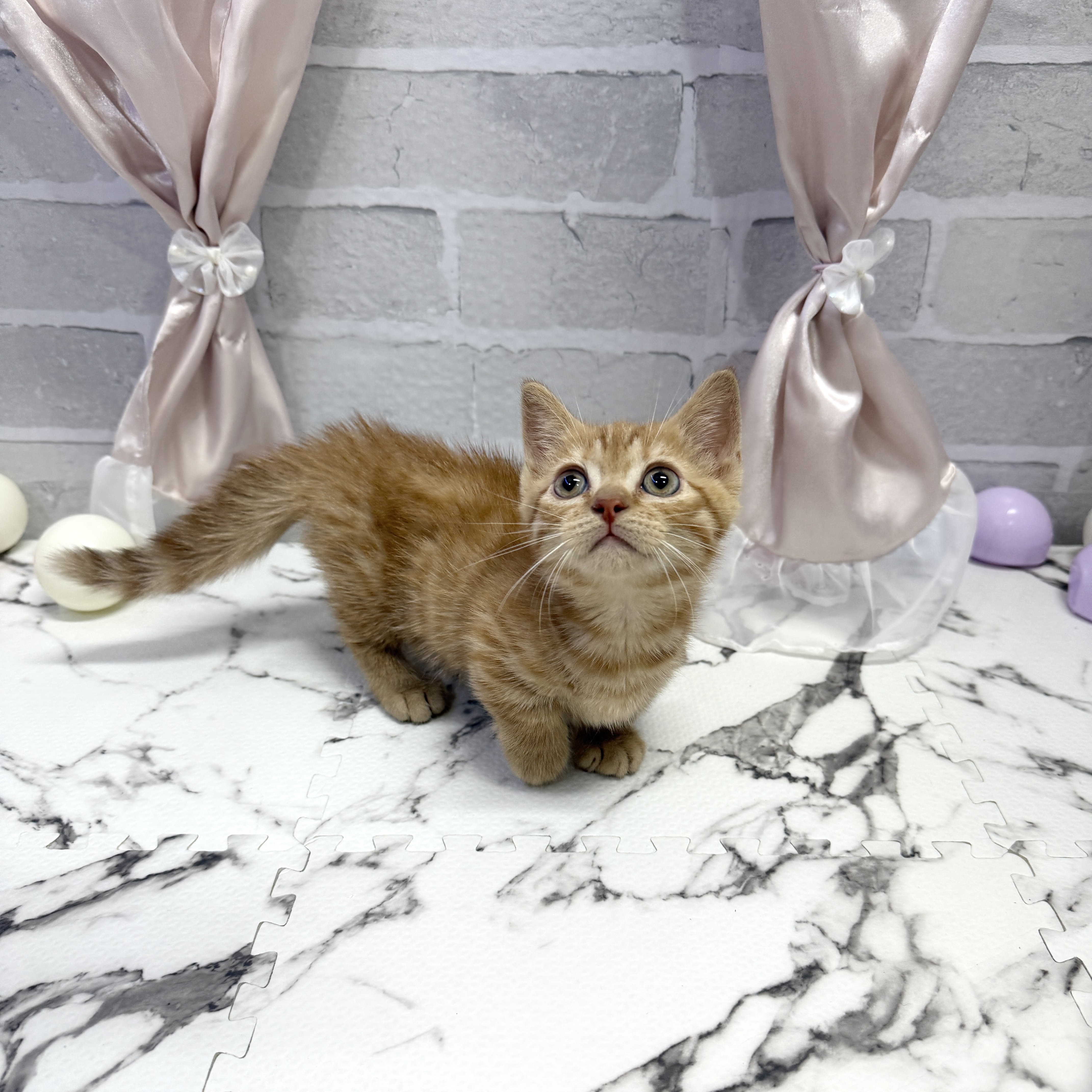 愛知県のマンチカン (犬の家＆猫の里岡崎店/2025年10月7日生まれ/男の子/レッドタビー)の子猫の4枚目の画像