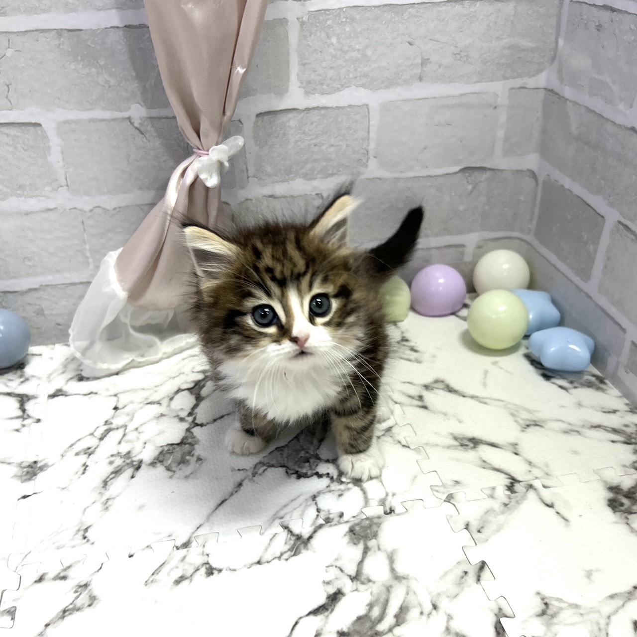 愛知県のノルウェージャンフォレストキャット (犬の家＆猫の里岡崎店/2025年10月5日生まれ/男の子/ブラックタビーホワイト)の子猫の4枚目の画像