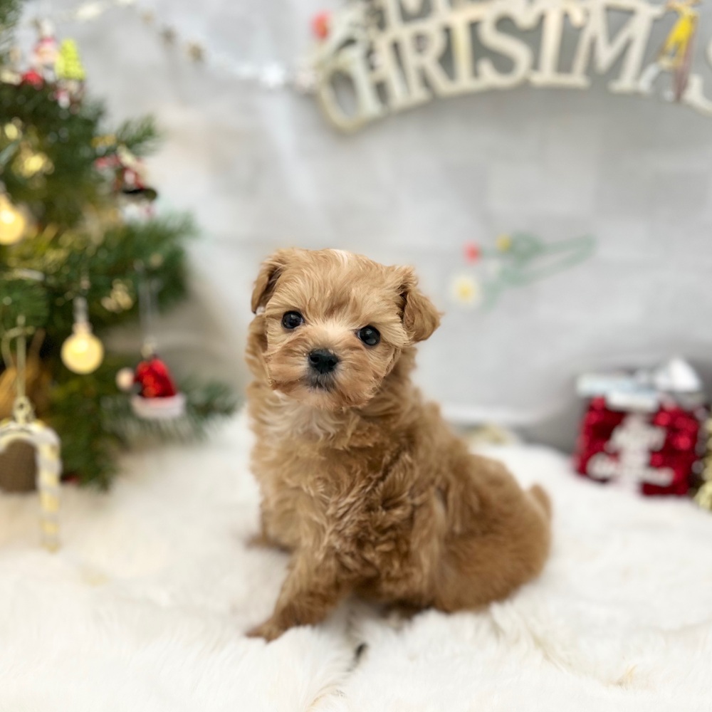 ハーフ犬女の子の写真