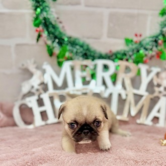 静岡県のペキパグ/パグペキ(ペキニーズ×パグ) (犬の家＆猫の里プレ葉ウォーク浜北店/2025年10月6日生まれ/男の子/フォーン)の子犬の4枚目の画像