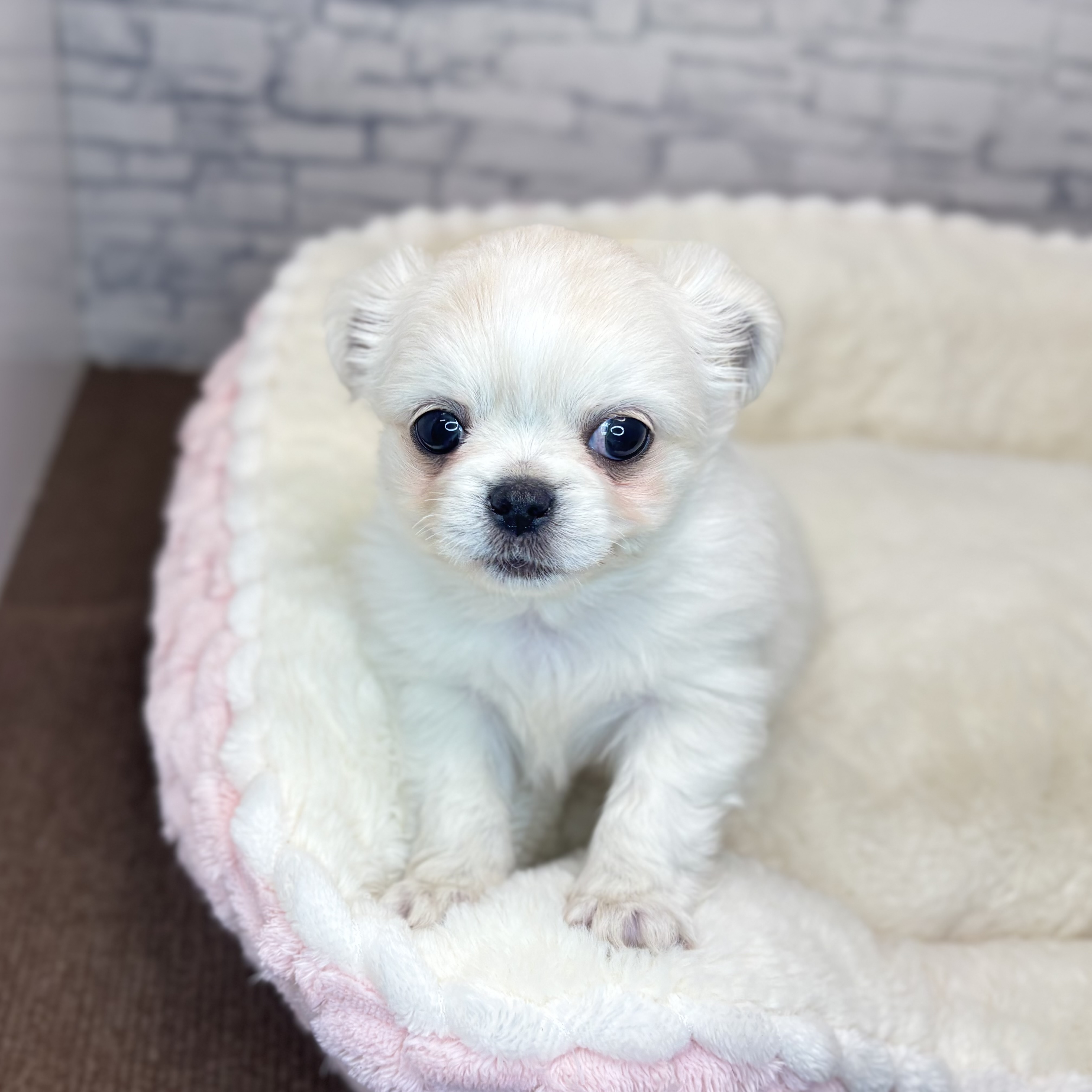 長野県のチワペキ/ペキチー/ペキチワ(チワワ×ペキニーズ) (犬の家＆猫の里長野店/2025年10月5日生まれ/男の子/ホワイト)の子犬の4枚目の画像