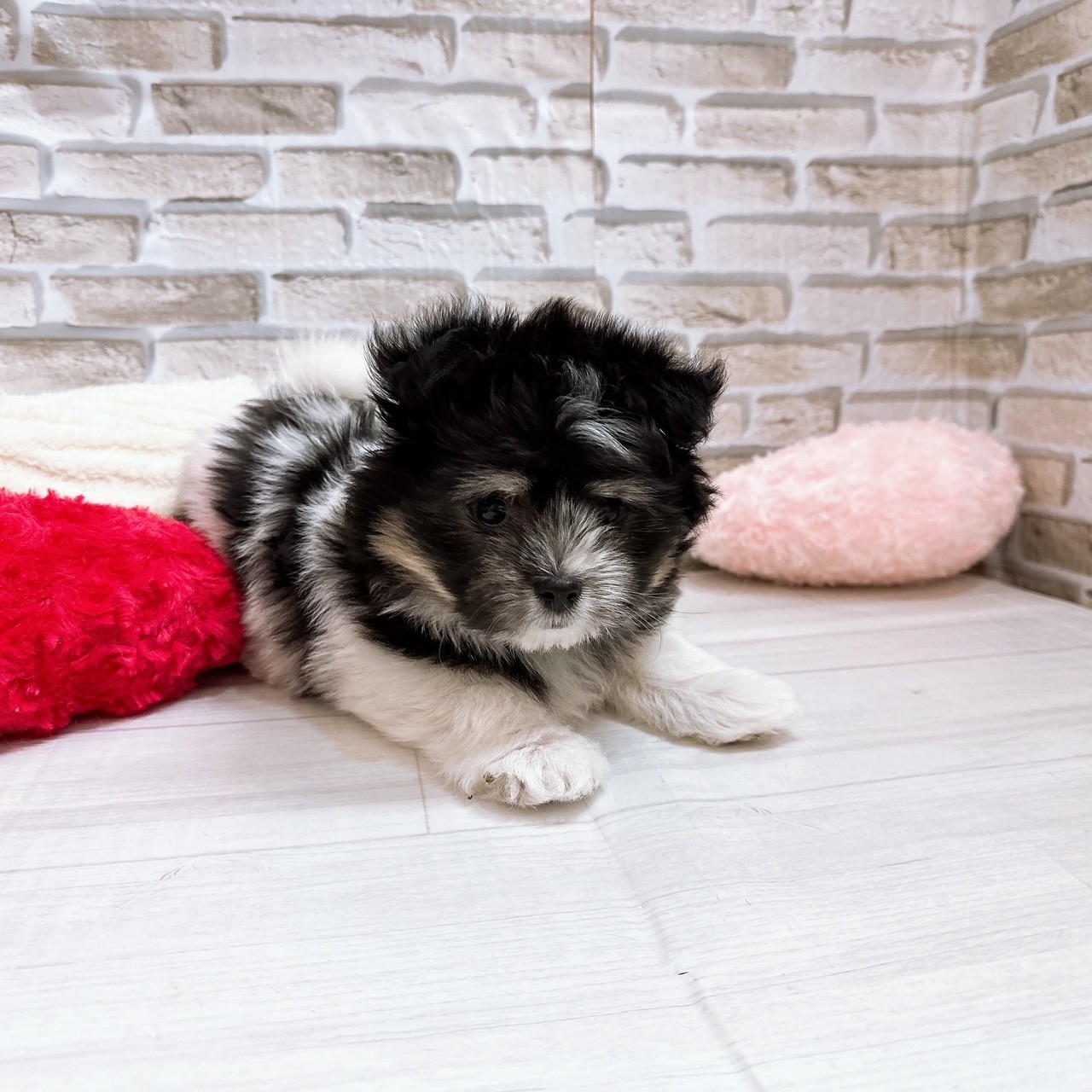 神奈川県のポメマル/マルポメ(ポメラニアン×マルチーズ) (犬の家＆猫の里モザイクモール港北店/2025年10月6日生まれ/男の子/ブラックホワイト)の子犬の4枚目の画像