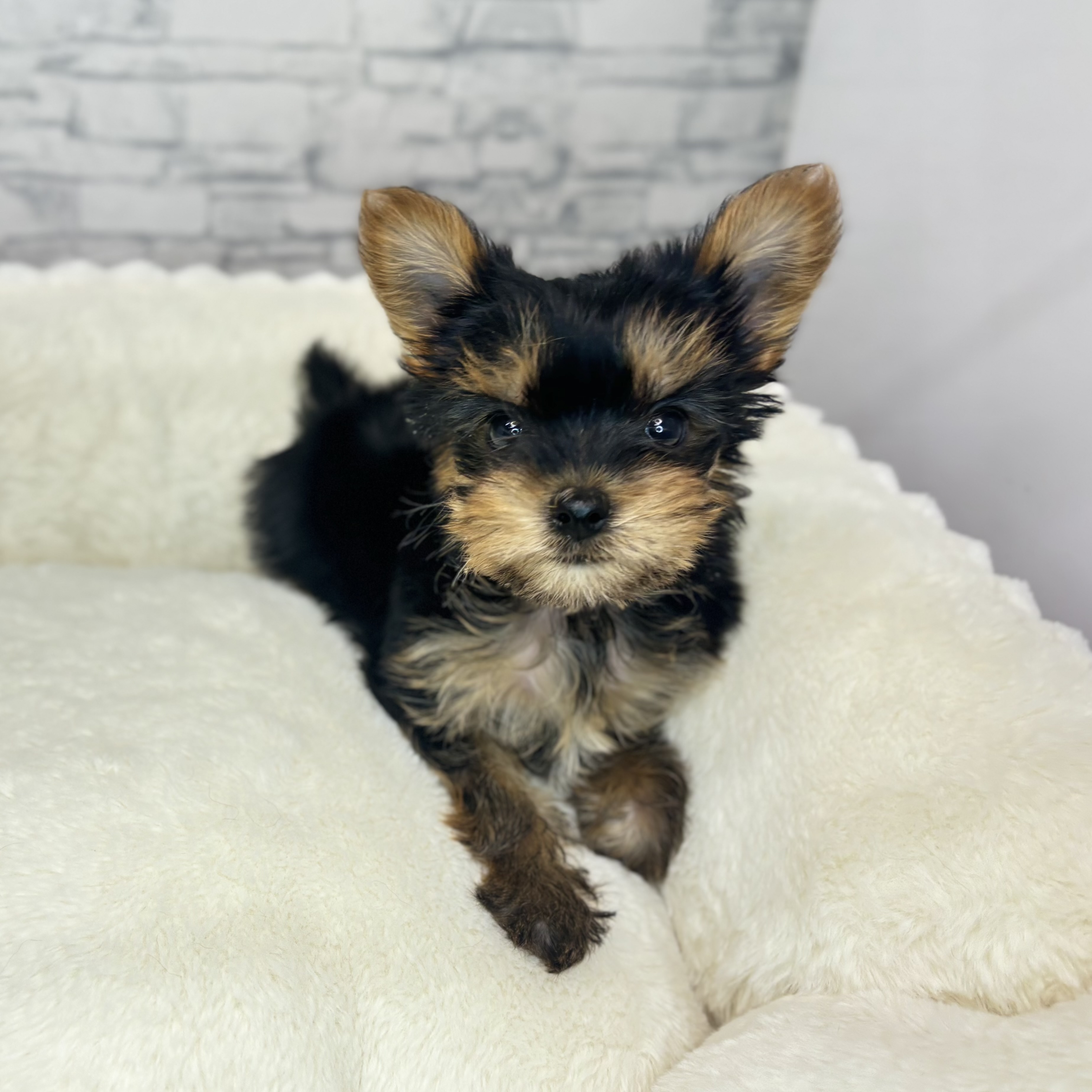 長野県のヨークシャーテリア (犬の家＆猫の里長野店/2025年10月5日生まれ/女の子/スチールブルータン)の子犬の4枚目の画像