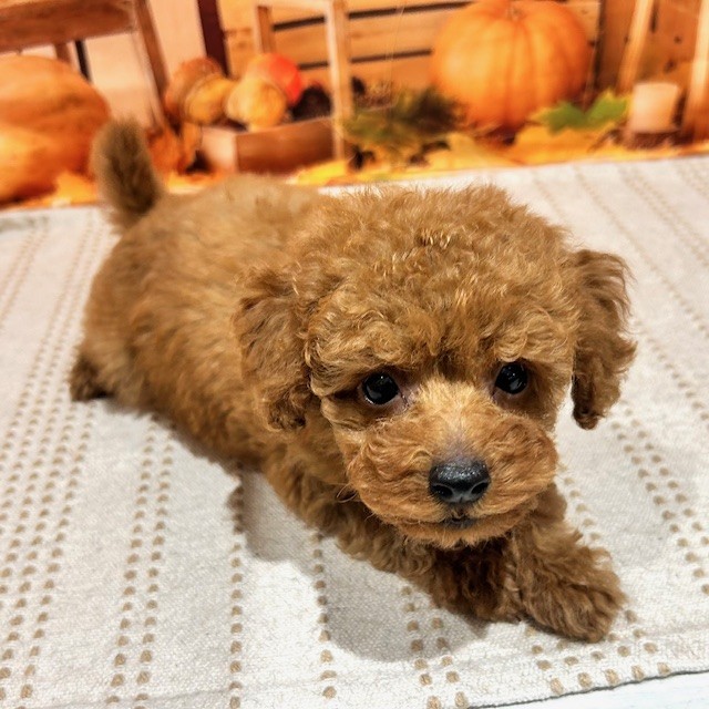 福岡県のトイプードル(トイ) (犬の家＆猫の里トリアス久山店/2025年10月7日生まれ/男の子/レッド)の子犬の4枚目の画像