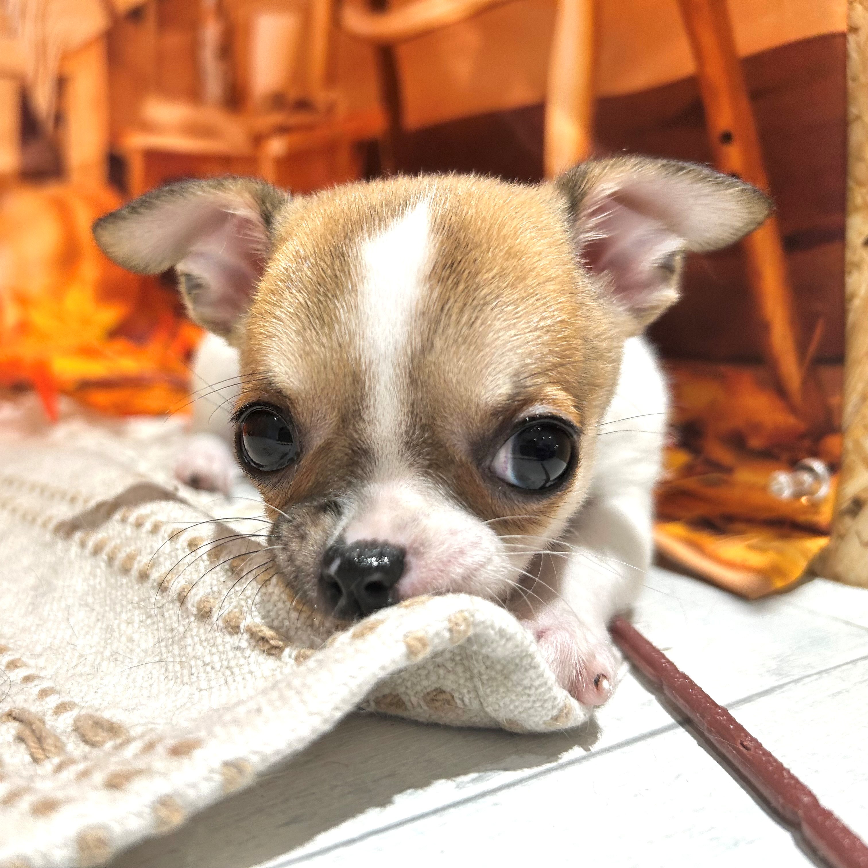 福岡県のチワワ(スムース) (犬の家＆猫の里トリアス久山店/2025年10月2日生まれ/女の子/ホワイトフォーン)の子犬の4枚目の画像