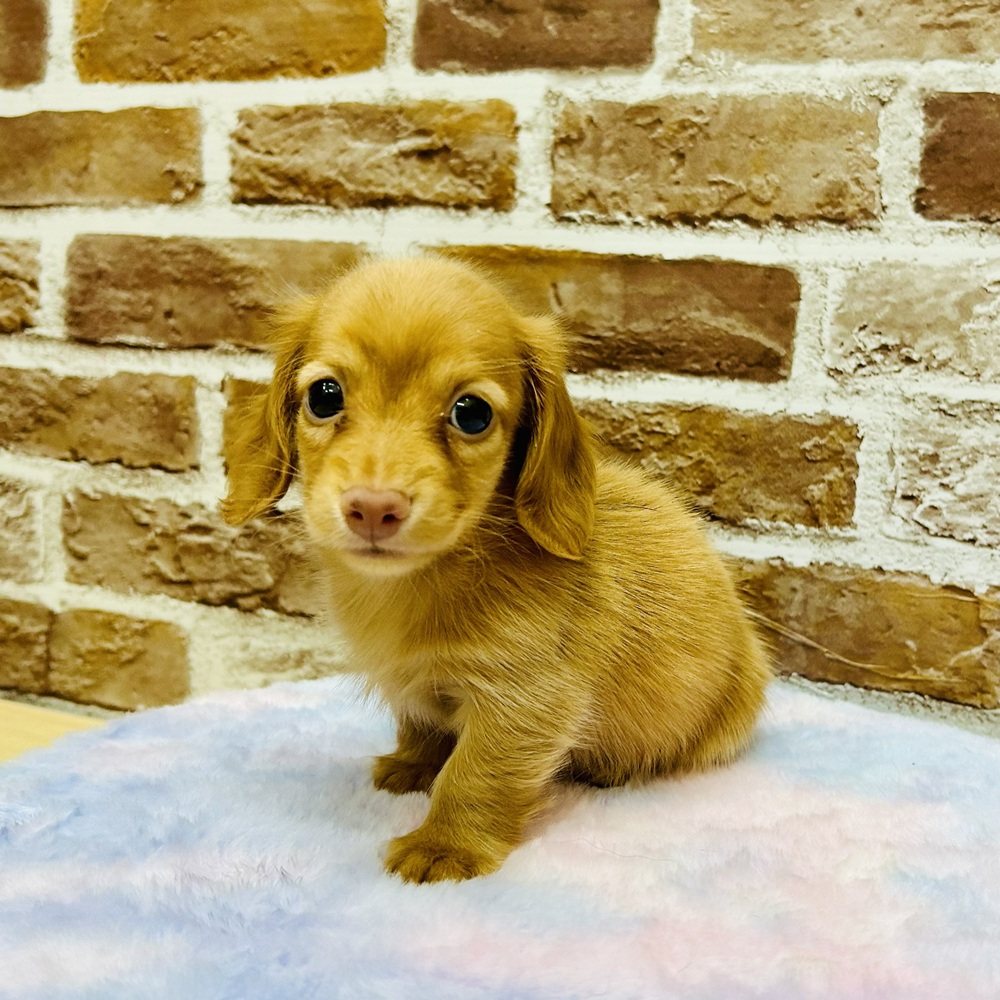 愛知県のカニンヘンダックスフンド(ロング) (犬の家＆猫の里七宝店/2025年10月7日生まれ/男の子/ゴールド)の子犬の4枚目の画像