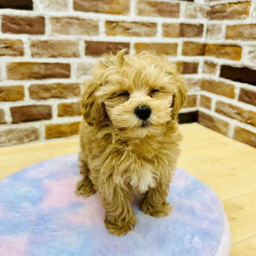 愛知県のマルプー(マルチーズ×プードル) (犬の家＆猫の里七宝店/2025年10月6日生まれ/男の子/アプリコットホワイト)の子犬の4枚目の画像