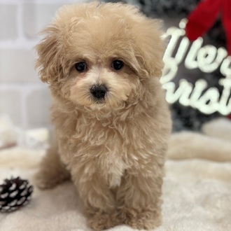 岡山県のマルプー(マルチーズ×プードル) (犬の家＆猫の里倉敷中庄店/2025年10月6日生まれ/女の子/クリームホワイト)の子犬の4枚目の画像