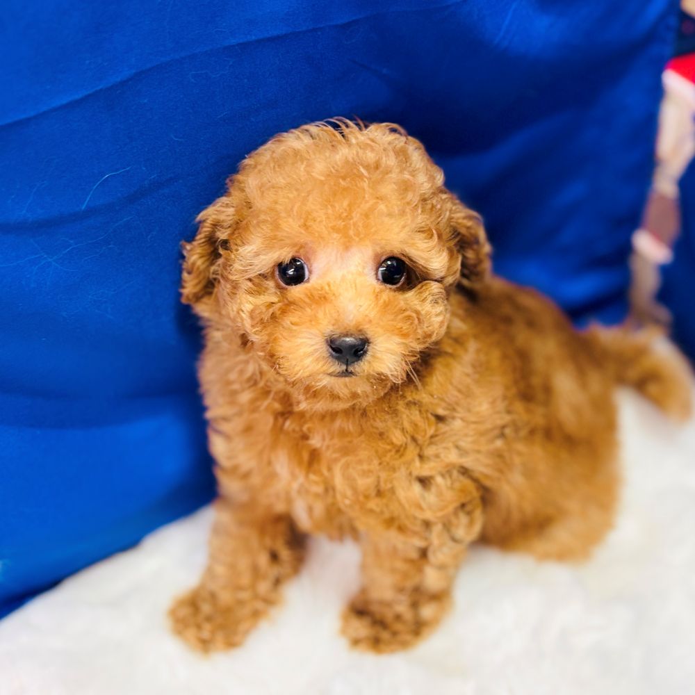 愛知県のトイプードル(トイ) (犬の家＆猫の里愛知刈谷店/2025年10月4日生まれ/男の子/レッド)の子犬の4枚目の画像