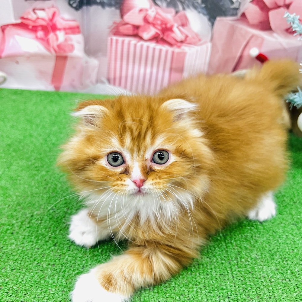 愛知県のスコティッシュフォールド (犬の家＆猫の里豊田店/2025年10月6日生まれ/男の子/レッドタビーホワイト)の子猫の4枚目の画像