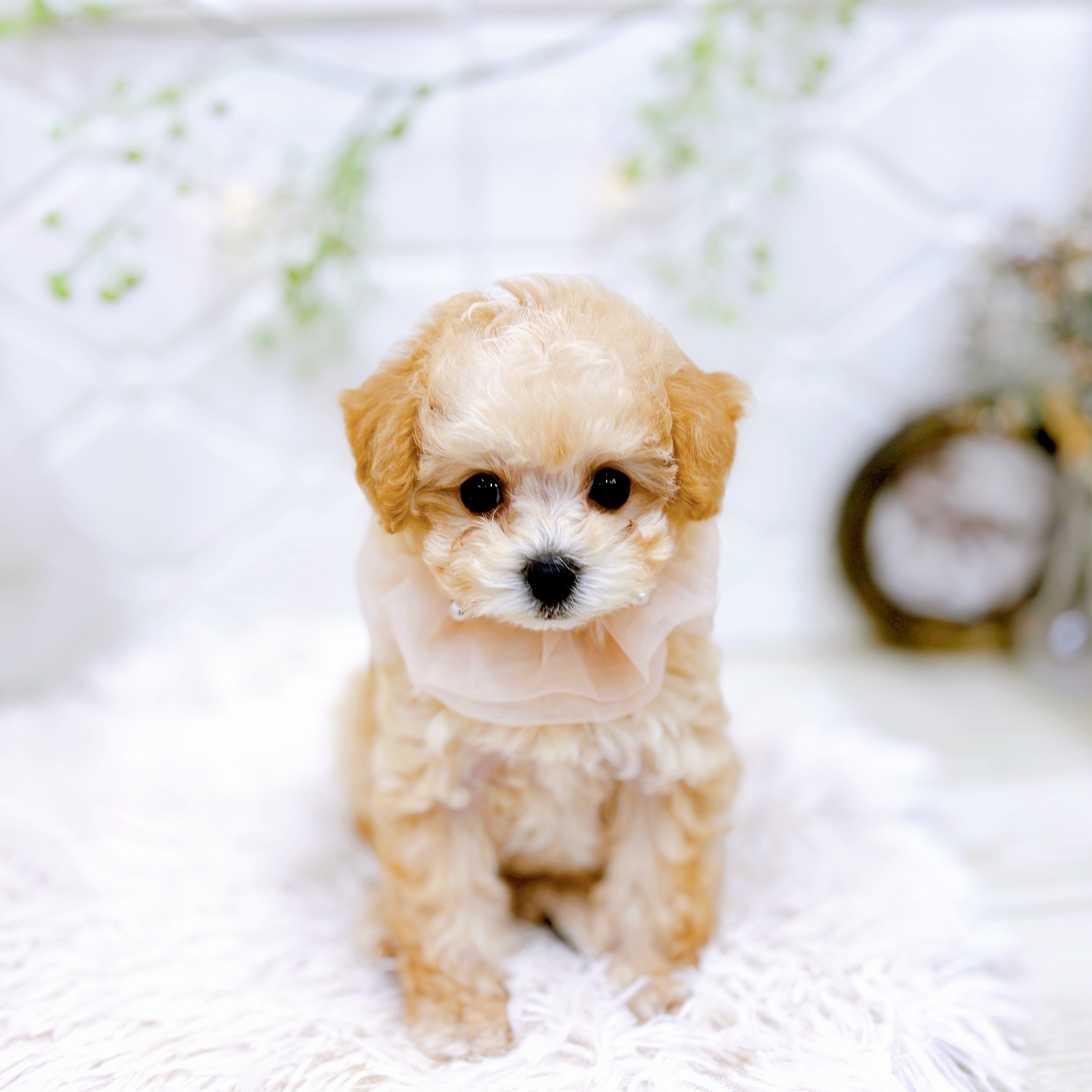 福井県のトイプードル(タイニー) (犬の家＆猫の里アミーゴ福井店/2025年10月8日生まれ/女の子/ペールフォーン)の子犬の4枚目の画像