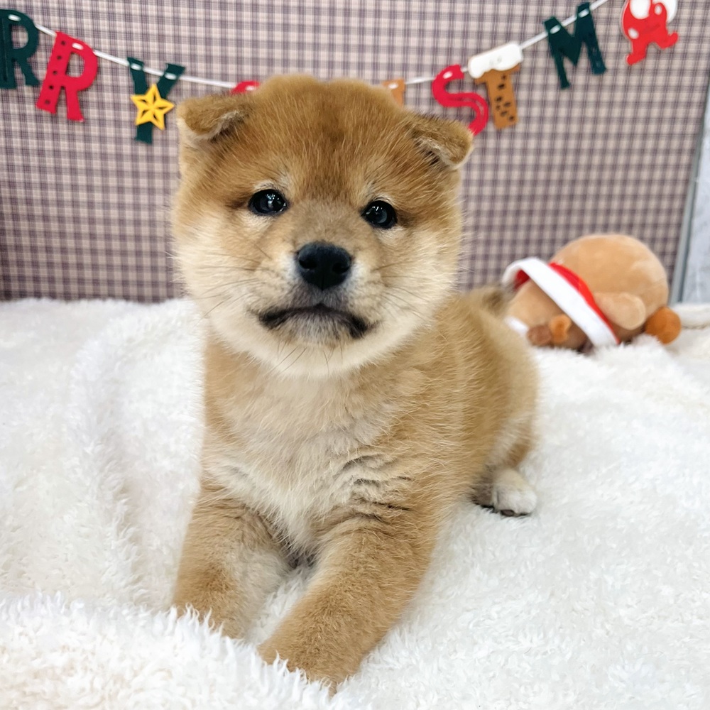 愛知県の柴犬(標準サイズ) (犬の家＆猫の里エアポートウォーク店/2025年10月8日生まれ/男の子/赤)の子犬の4枚目の画像