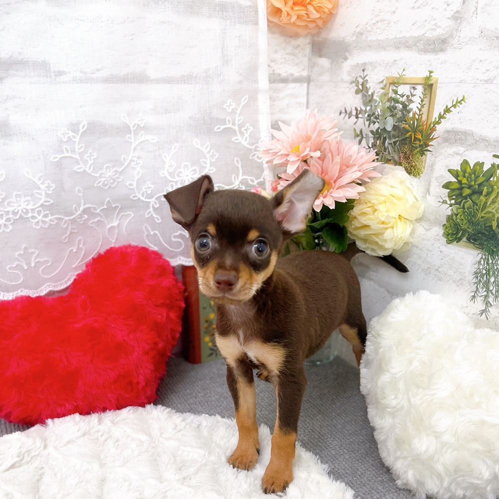 京都府のチワピン(チワワ×ミニチュアピンシャー) (犬の家＆猫の里京都樟葉店/2025年10月9日生まれ/男の子/チョコレートタン)の子犬の4枚目の画像