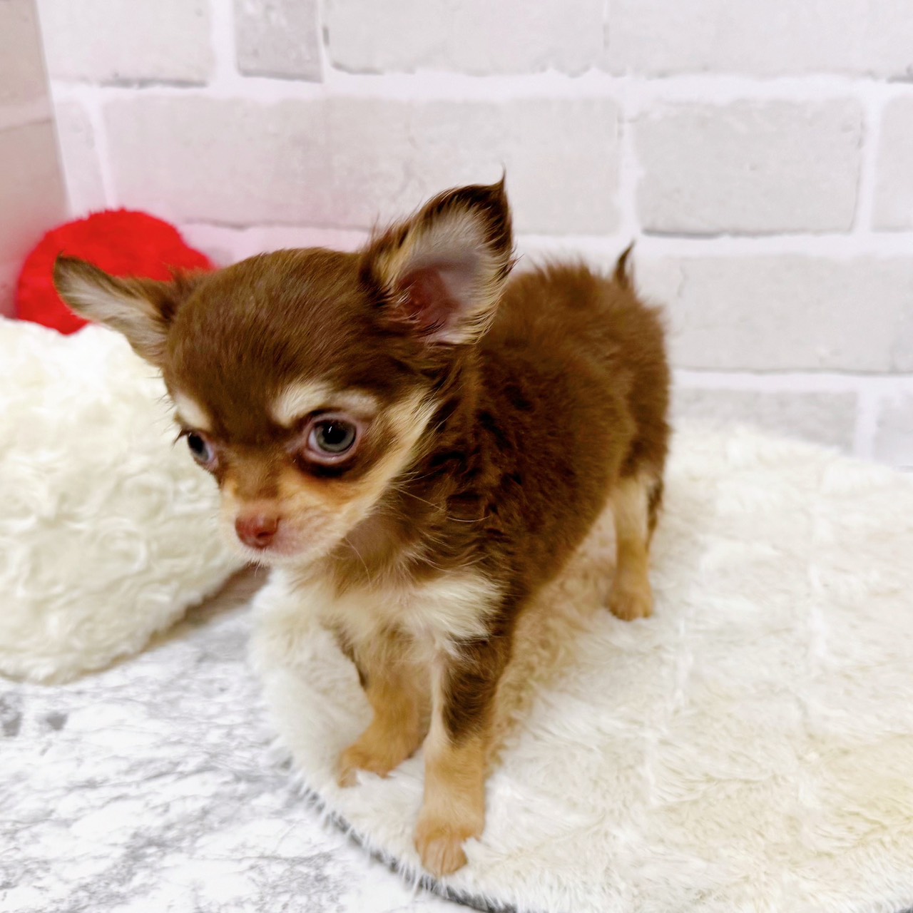 京都府のチワワ(ロング) (犬の家＆猫の里京都精華店/2025年10月8日生まれ/女の子/チョコレートクリーム)の子犬の4枚目の画像