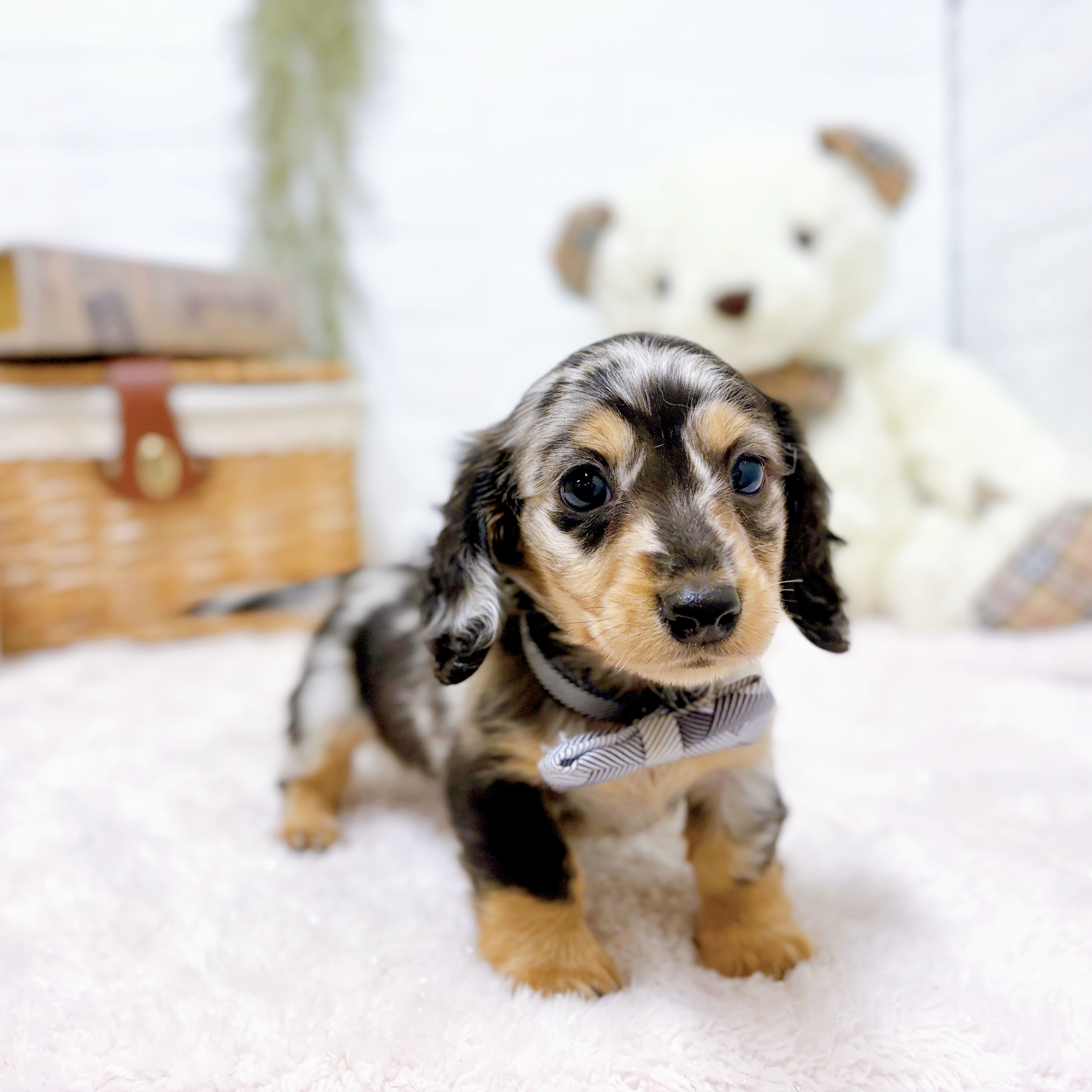 滋賀県のミニチュアダックスフンドの子犬を価格や特徴で探す|ペット