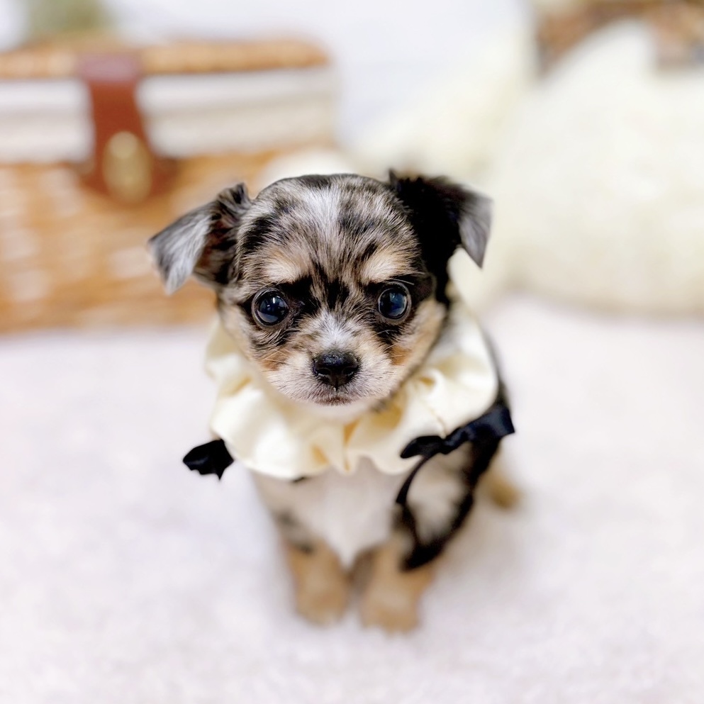 福岡県のチワワ(ロング) (犬の家＆猫の里くりえいと宗像店/2025年10月7日生まれ/女の子/ブルーマール)の子犬の4枚目の画像