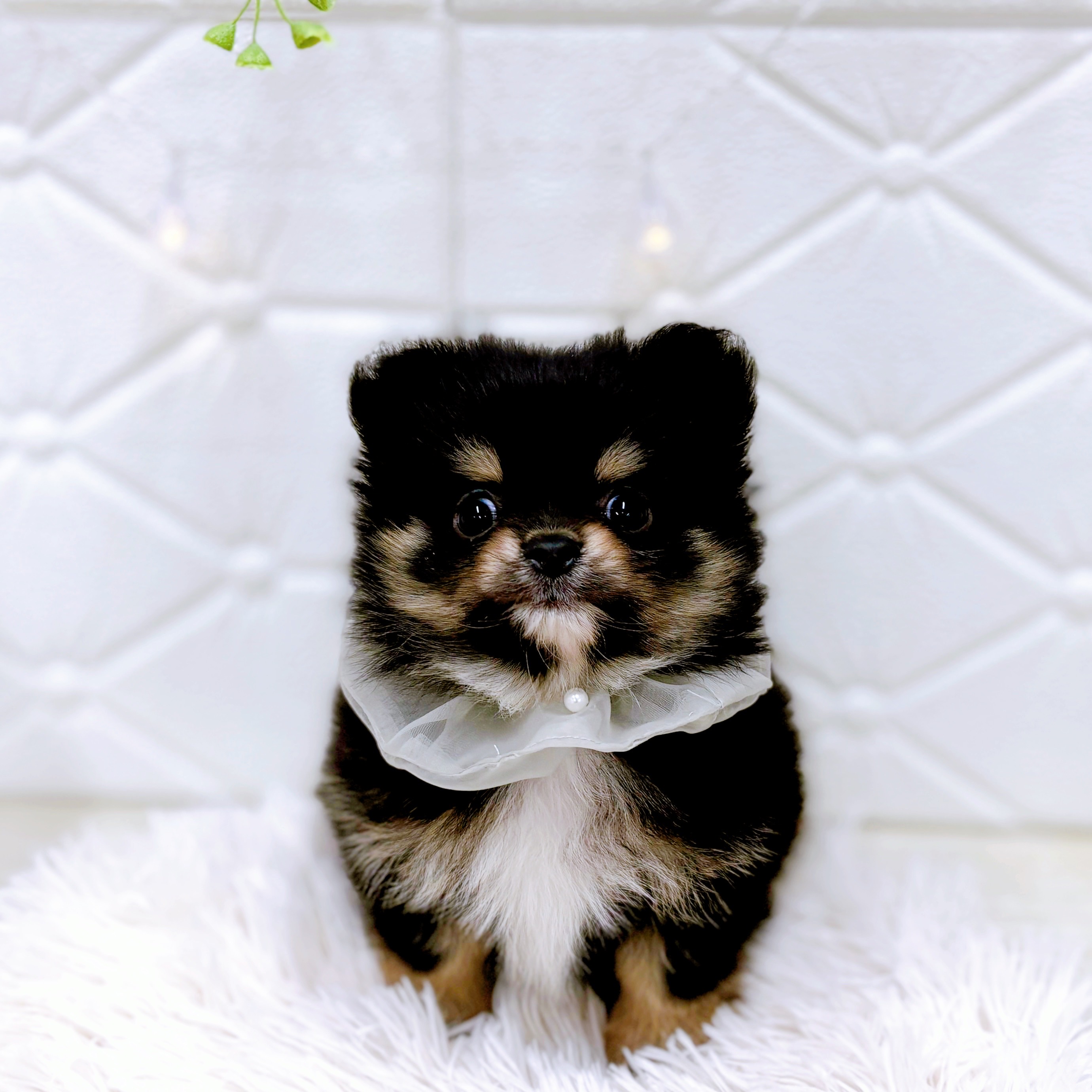 福井県のポメチワ/チワポメ/ポメチー(ポメラニアン×チワワ) (犬の家＆猫の里アミーゴ福井店/2025年10月7日生まれ/男の子/ブラックタン)の子犬の4枚目の画像