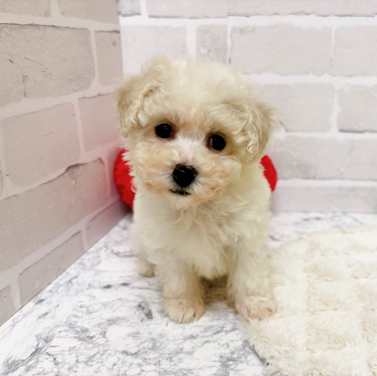 京都府のビションプー(ビションフリーゼ×プードル) (犬の家＆猫の里京都精華店/2025年10月9日生まれ/女の子/ホワイト)の子犬の4枚目の画像
