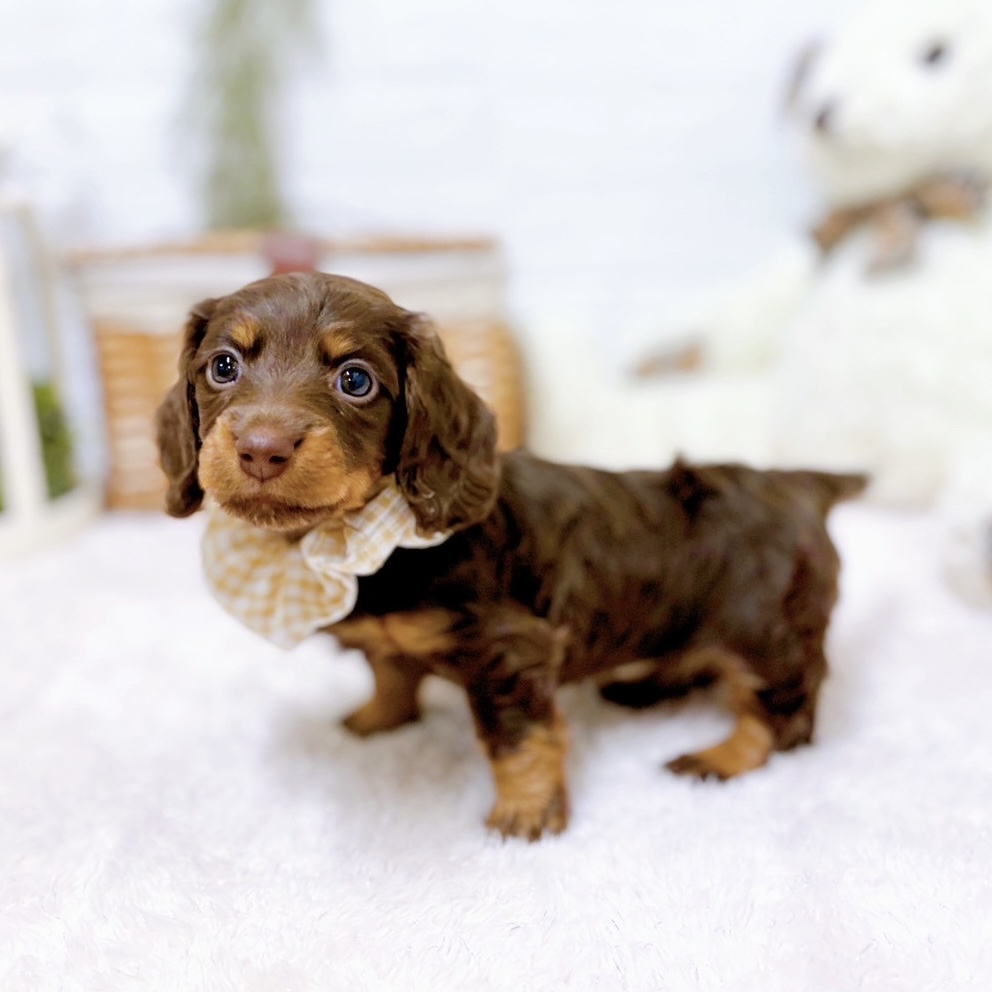 ミニチュアダックスフンド(ブラウンタン)の子犬を価格や特徴で探す