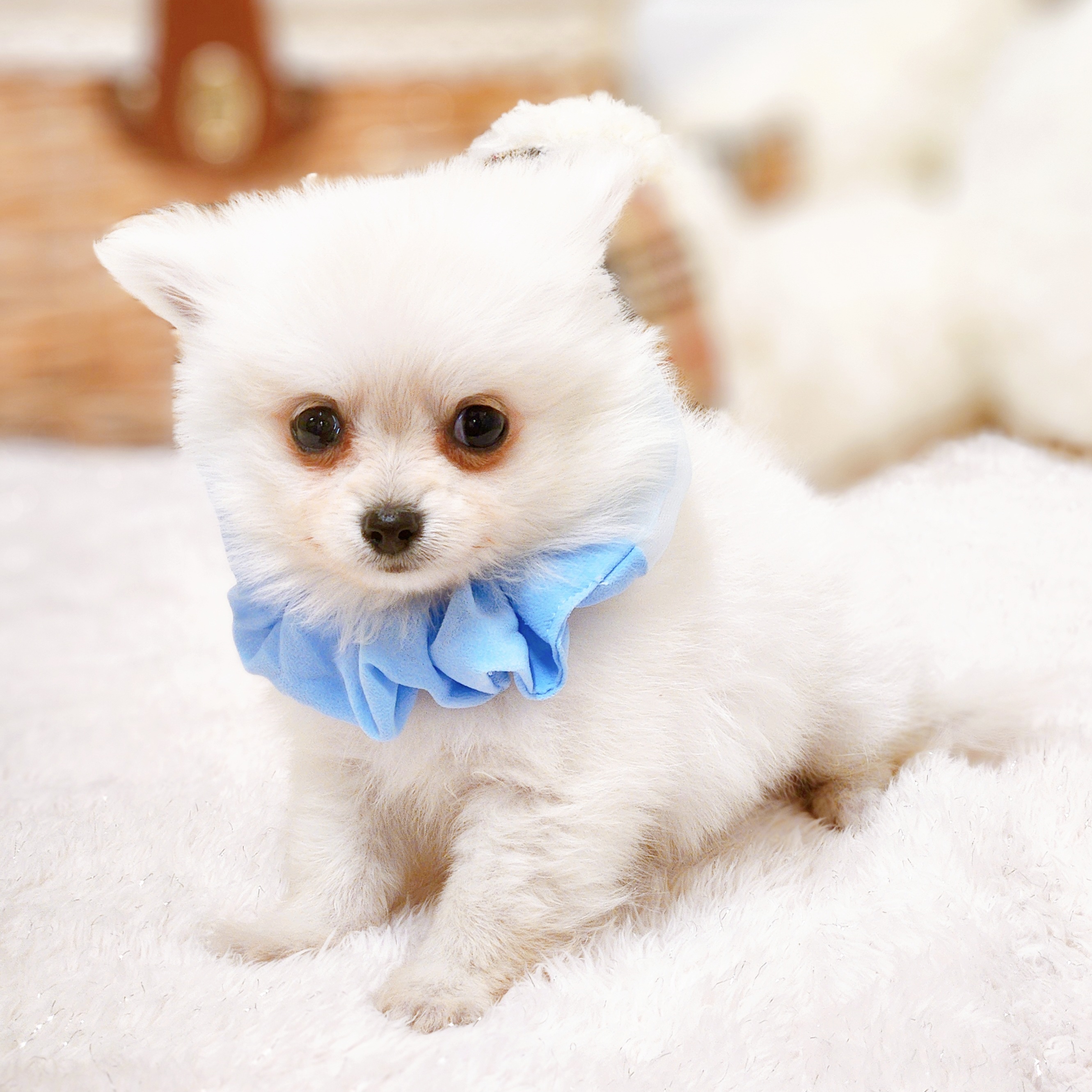 滋賀県のポメチワ/チワポメ/ポメチー(ポメラニアン×チワワ) (犬の家＆猫の里近江八幡店/2025年10月8日生まれ/男の子/ホワイト)の子犬の4枚目の画像