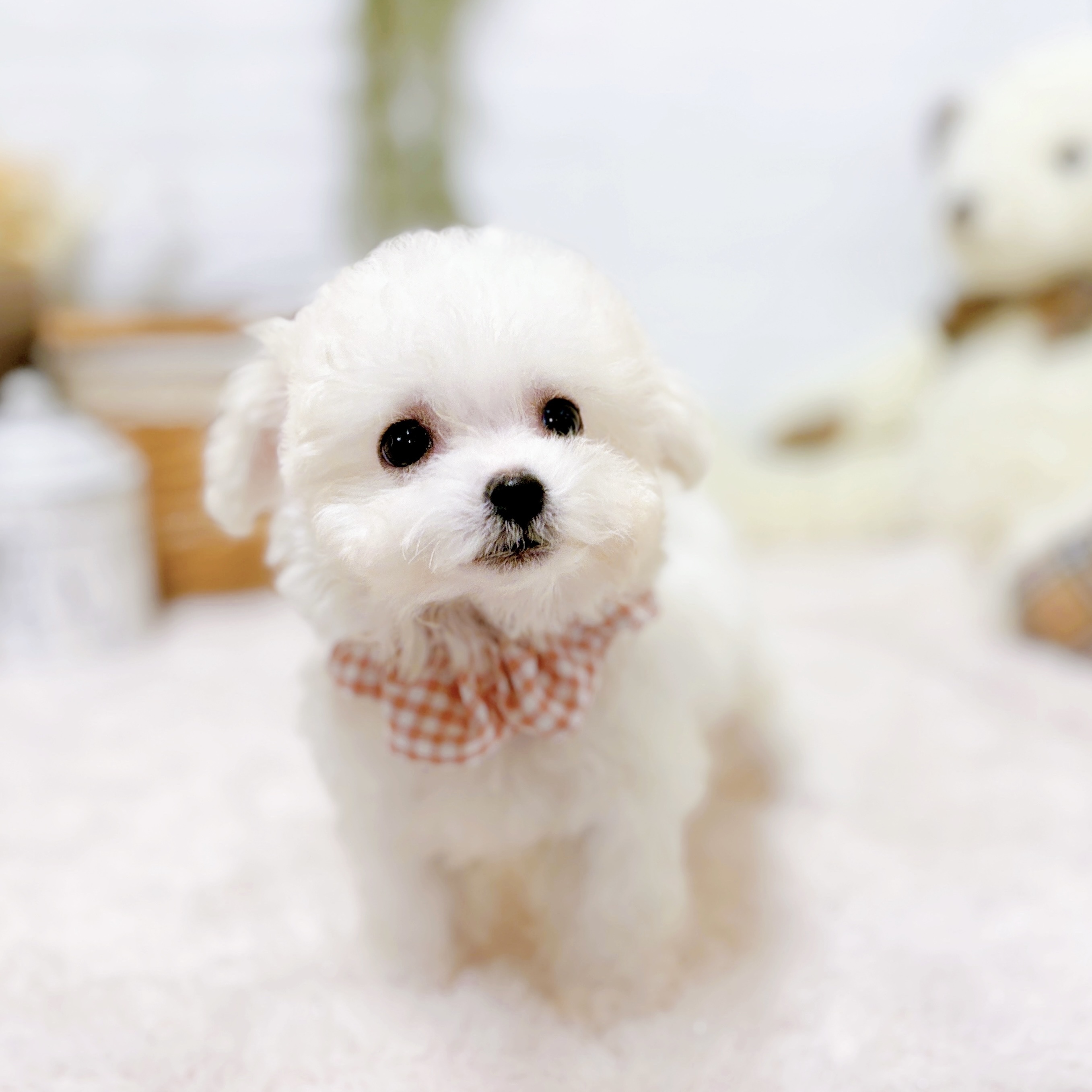 滋賀県のビションフリーゼ (犬の家＆猫の里近江八幡店/2025年10月5日生まれ/女の子/ホワイト)の子犬の4枚目の画像