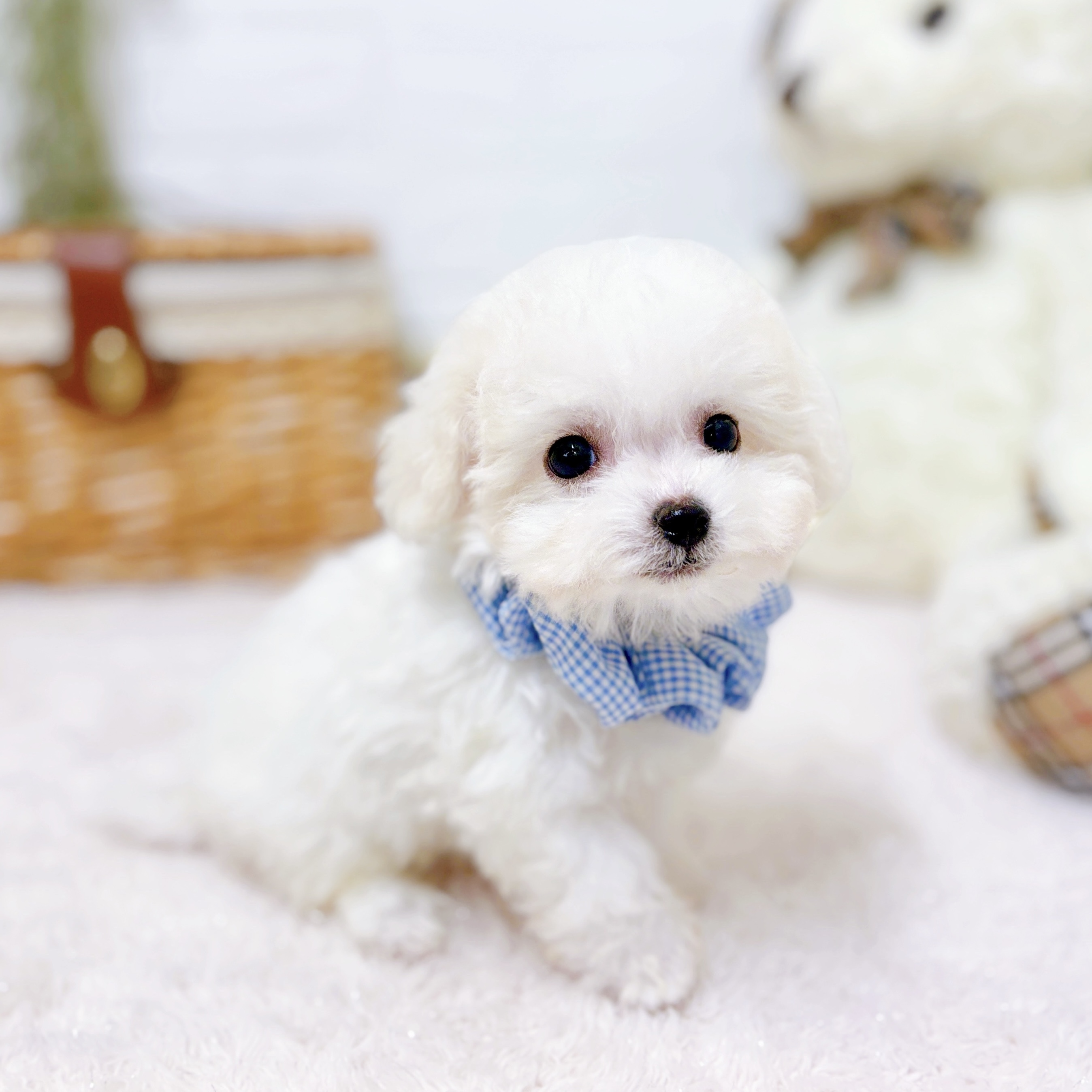 滋賀県のビションフリーゼ (犬の家＆猫の里近江八幡店/2025年10月5日生まれ/女の子/ホワイト)の子犬の4枚目の画像