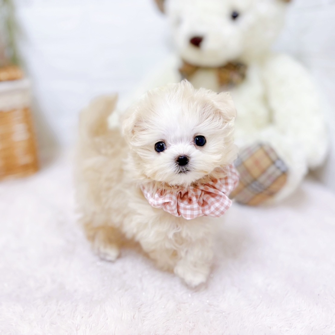 滋賀県のマルプー(マルチーズ×プードル)の子犬を価格や特徴で探す