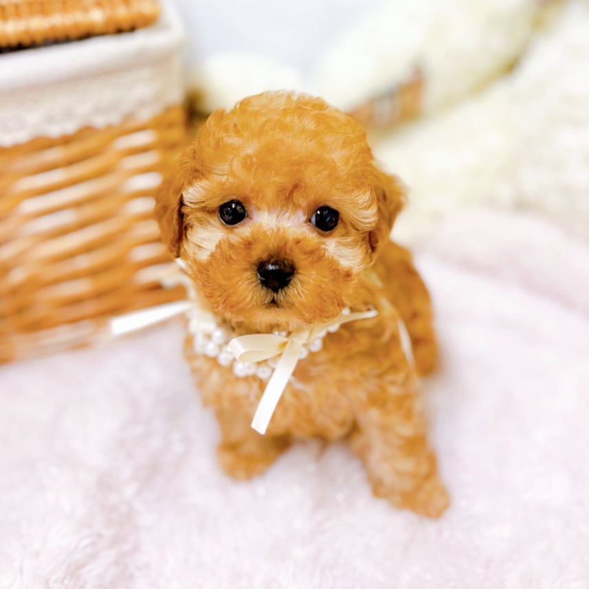 滋賀県のトイプードル(ティーカップ) (犬の家＆猫の里近江八幡店/2025年10月8日生まれ/女の子/オレンジフォーン)の子犬の4枚目の画像