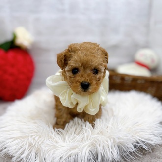 滋賀県のトイプードル(ティーカップ) (犬の家＆猫の里長浜店/2025年10月8日生まれ/女の子/オレンジフォーン)の子犬の4枚目の画像