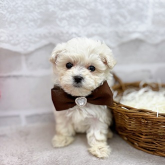 滋賀県のマルプー(マルチーズ×プードル) (犬の家＆猫の里長浜店/2025年10月7日生まれ/女の子/ホワイト)の子犬の4枚目の画像