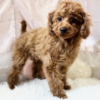 兵庫県のトイプードル(トイ) (犬の家＆猫の里神戸店/2025年10月6日生まれ/女の子/レッドフォーン)の子犬の4枚目の画像